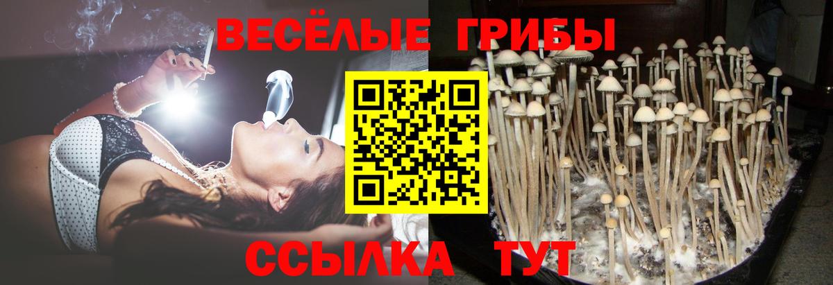 Галлюциногенные грибы Psilocybine cubensis  Псилоцибиновые грибы мицелий  Карабулак  Вход с VPN 
